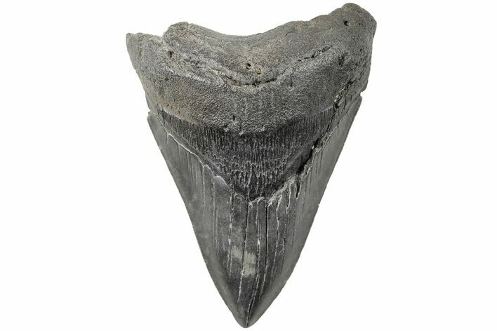 Serrated, 4.18" Fossil Megalodon Tooth - South Carolina